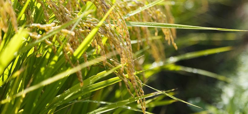 森戸酒造の特徴３